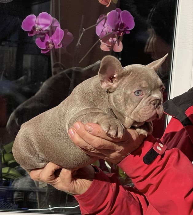 Голубые глаза красивый мальчик француз редкого окраса