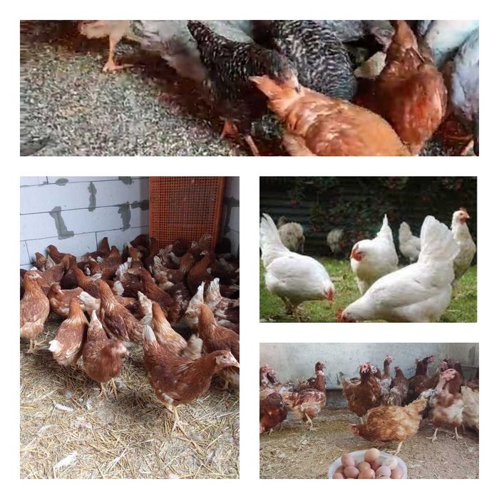 Продам кури несушки! Доставка безкоштовна. Ставище!