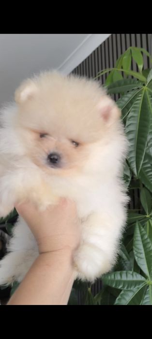 Spitz anão. Lulu da Pomerânia. Mini . Com Pedigree. Lop e Afixo .