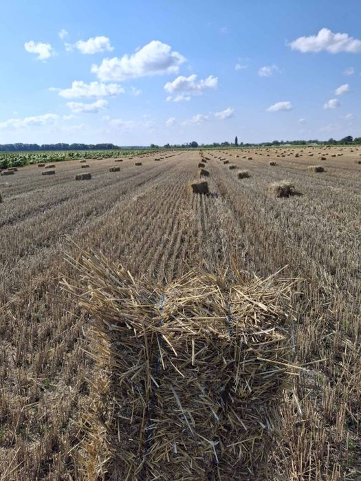 Тюки соломи пшеничної