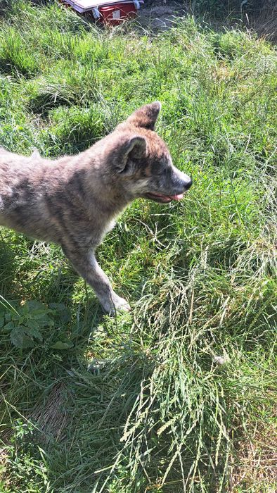 Akita inu  piesek