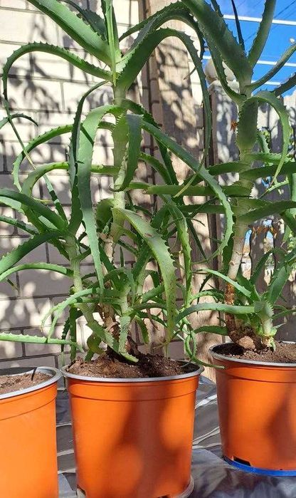 Продам алое лікарський