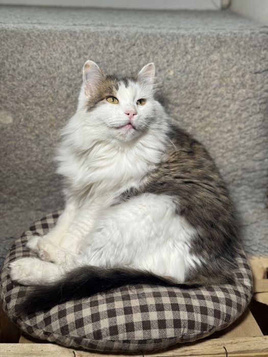 Трехцветный пушистый кот в надёжные руки