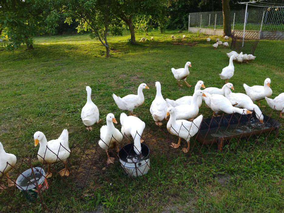 Gęsi owsiane mlode