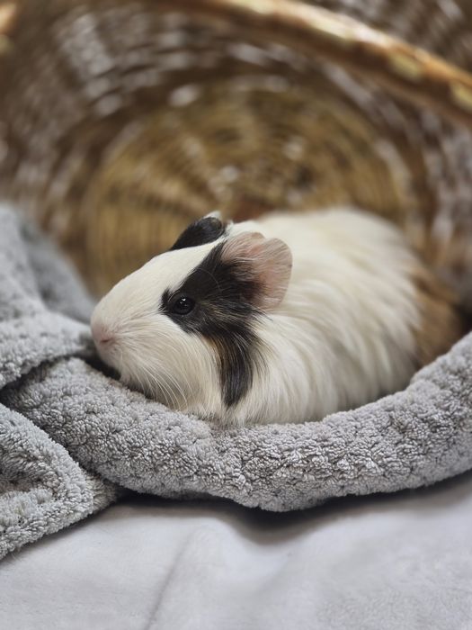 Морские свинки разных пород