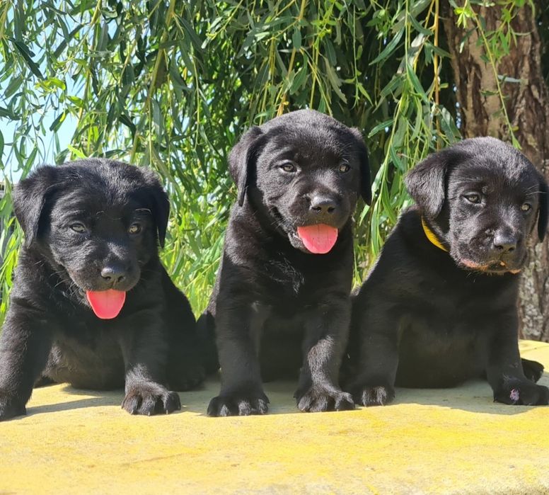Labrador retriever  preto