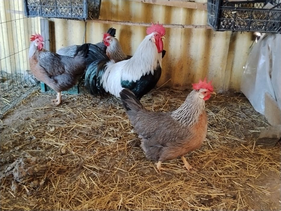 Декоративні кури