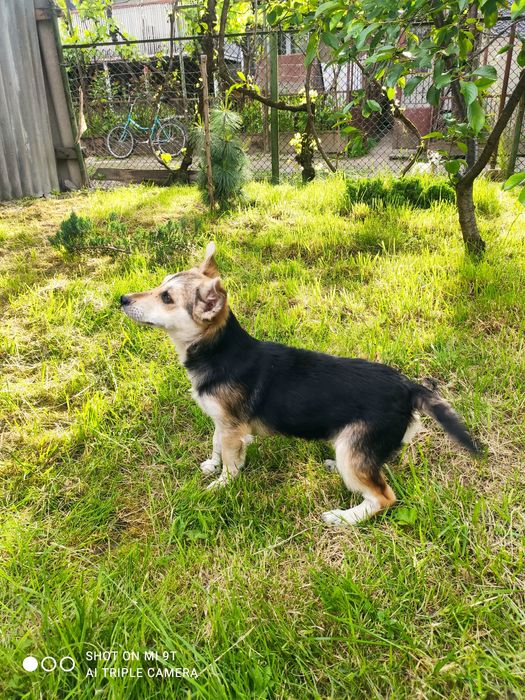 Віддам чотирьох місячну дівчинку
