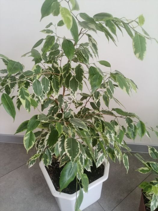 Фікус Бенджаміна