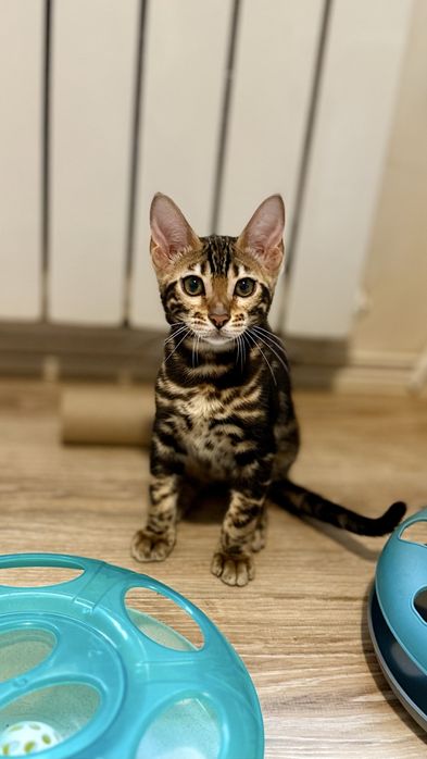 Бенгальські кошенята