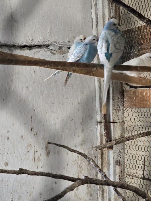 Papugi faliste sprzedam.