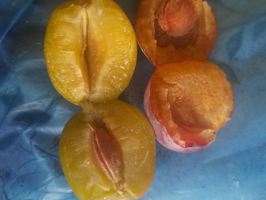 Пастила з домашньої сливи