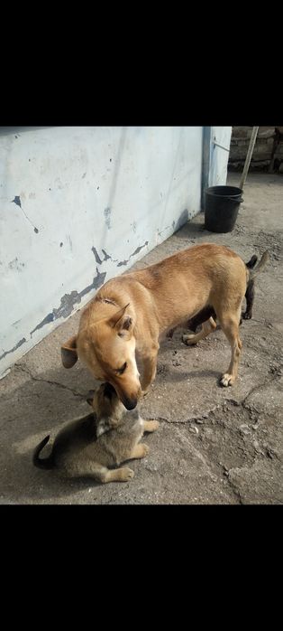 Пропала собака, помогите найти.