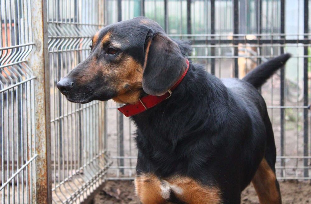 Szarnek - przyjazny i kontaktowy, dla aktywnej rodziny