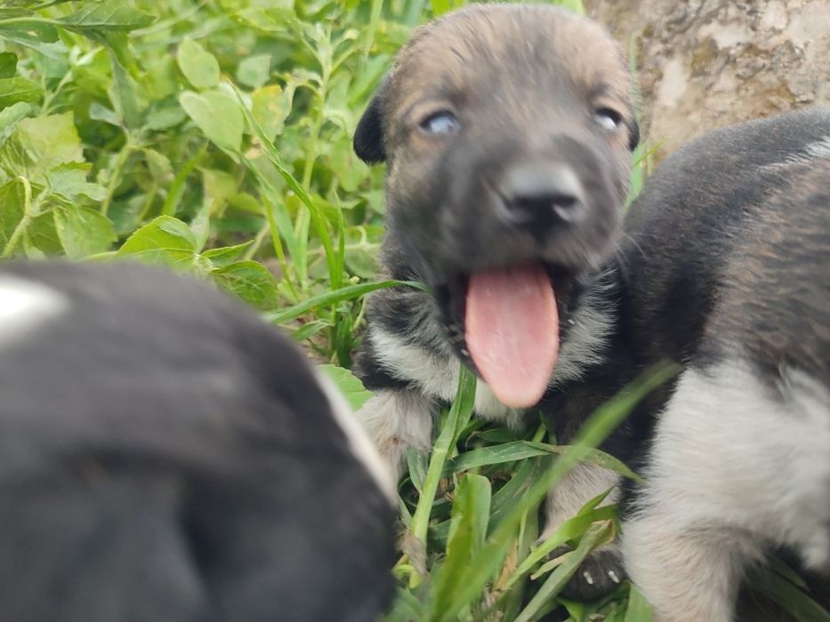 Віддамо щенят 1 місяць