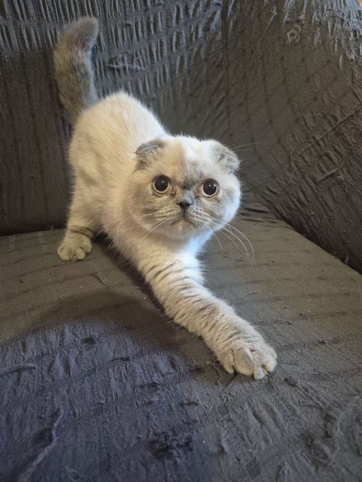 Шотландская вислоухая