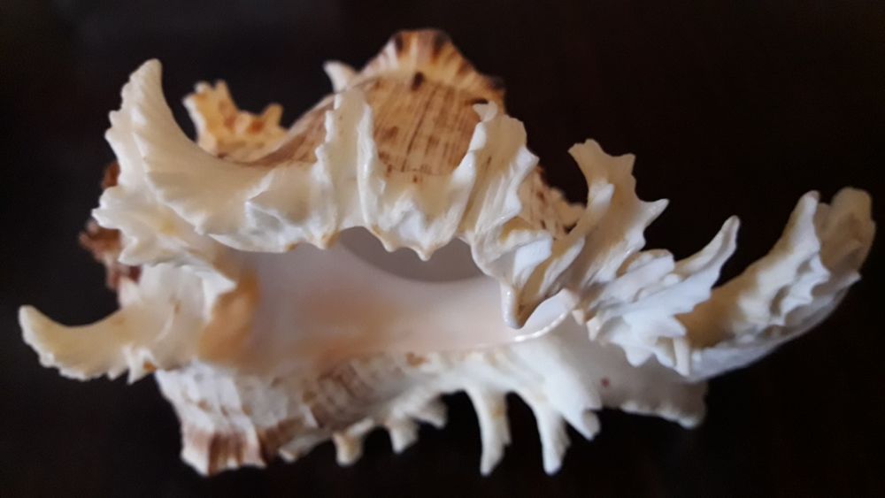 Морская ракушка Мурекс королевский