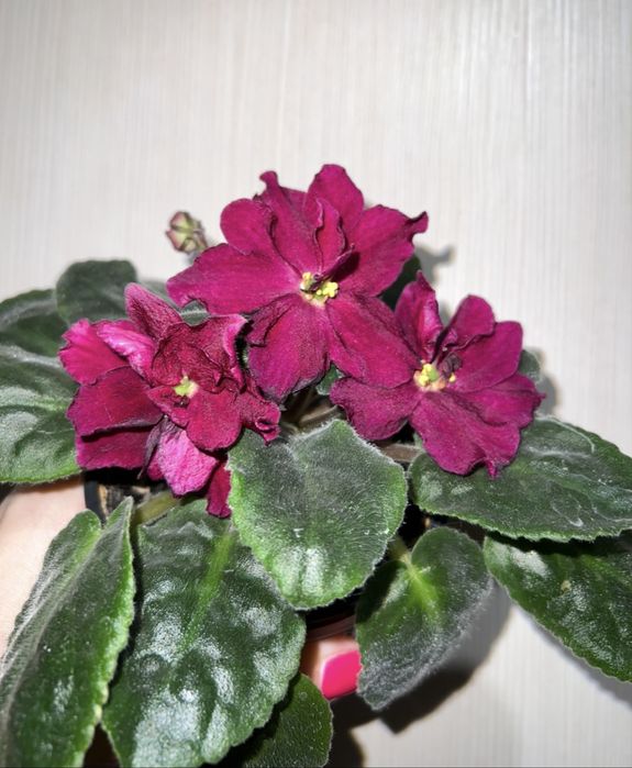 Фиалка. Семполия. ЛЕ - Вега.