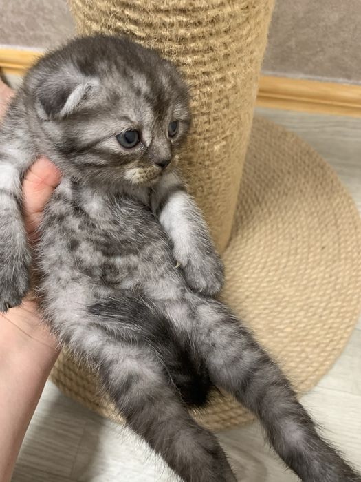 Висловухі шотландські кошенята , скоттіш фолд