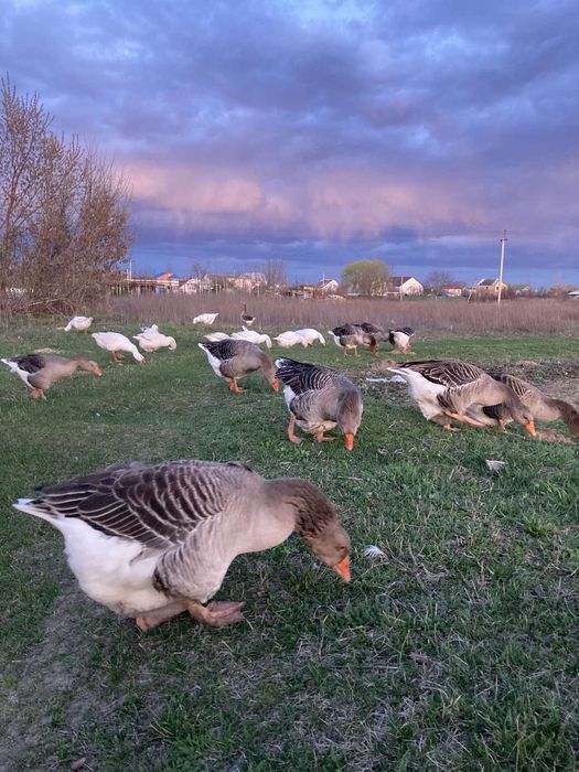 Гуси племінні для розведення