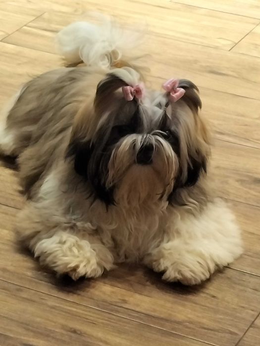 Sunia rasy Shih tzu