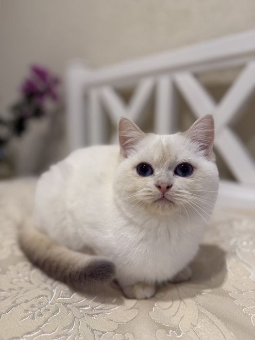 Золотий поінт хлопчик