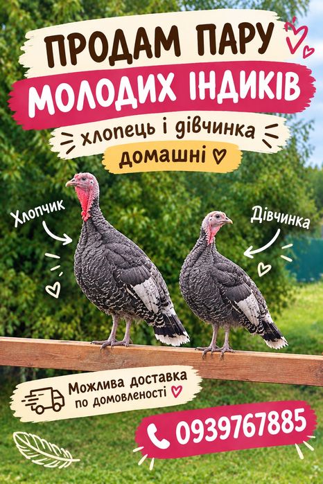 Індикі пара домашні