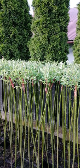 Wierzba Hakuro nishiki na PNIU 150cm -