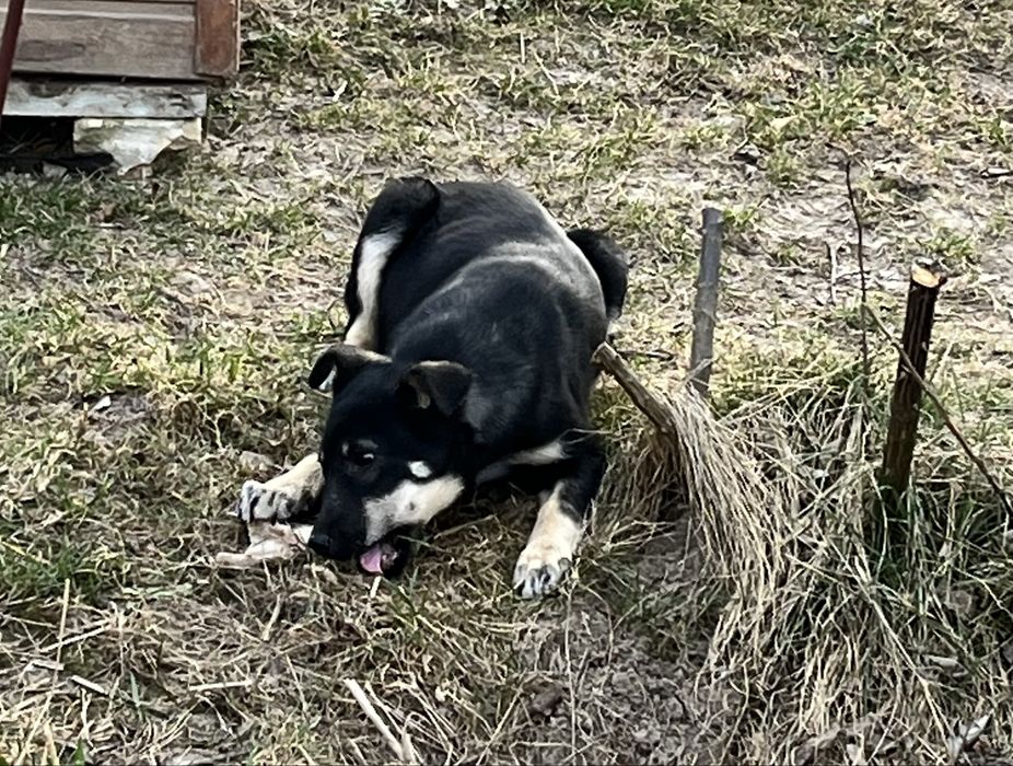 Цуценя дівчинка шукає дім