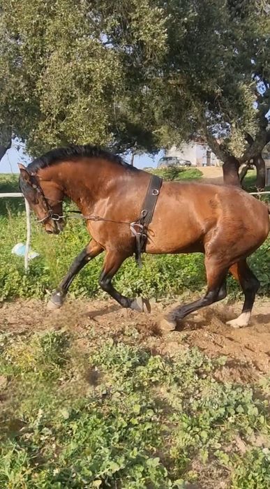 Vendo ou troco Cavalo raça espanhol puro