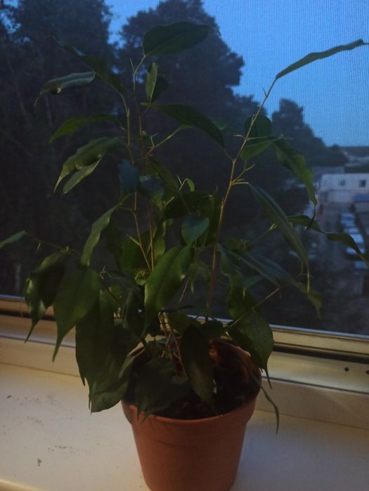 Фікус  Бенджаміна