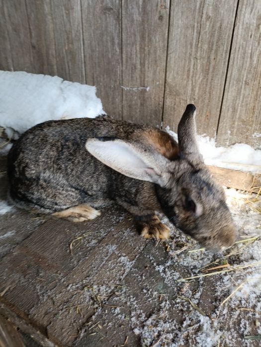 Кріль,  2 шт кролиці та 3шь 2міс.кроленят