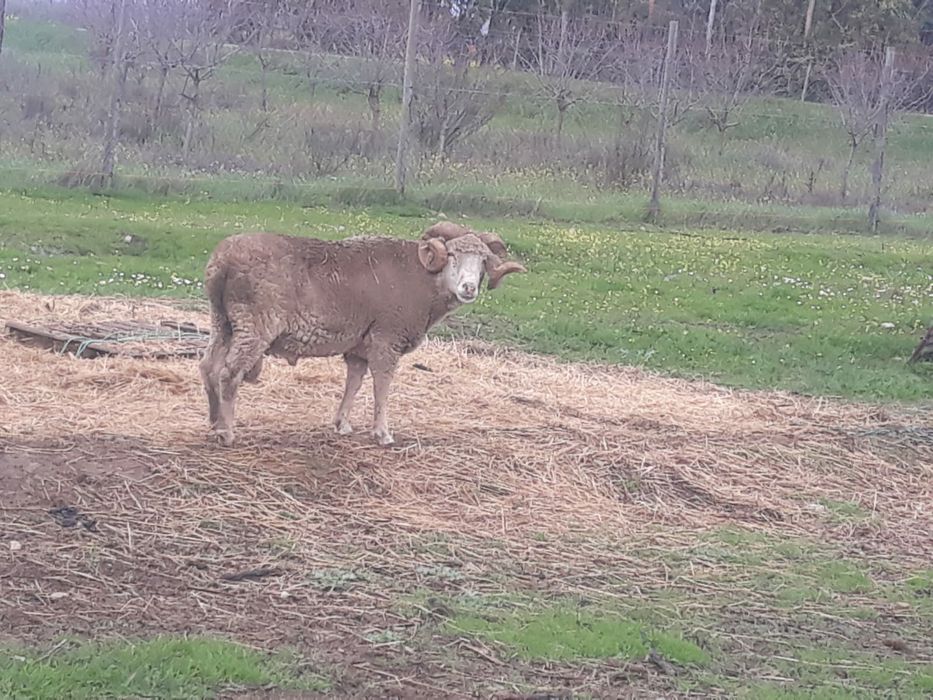 carneiro merino cornudo
