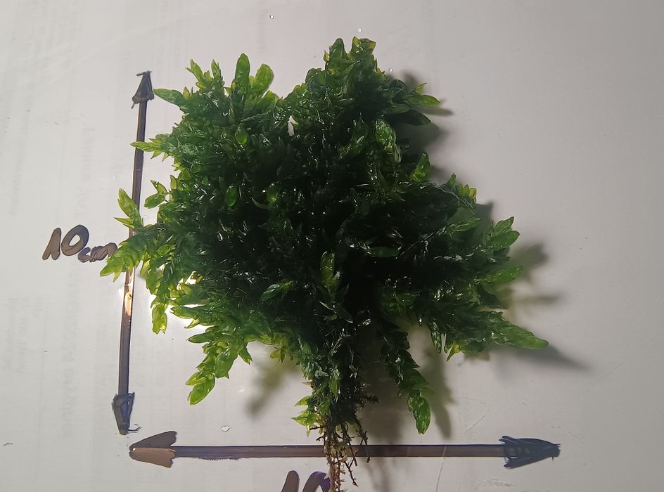 Mech Willow gigantea