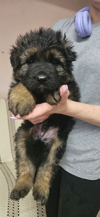 Owczarek Niemiecki Długowłosy