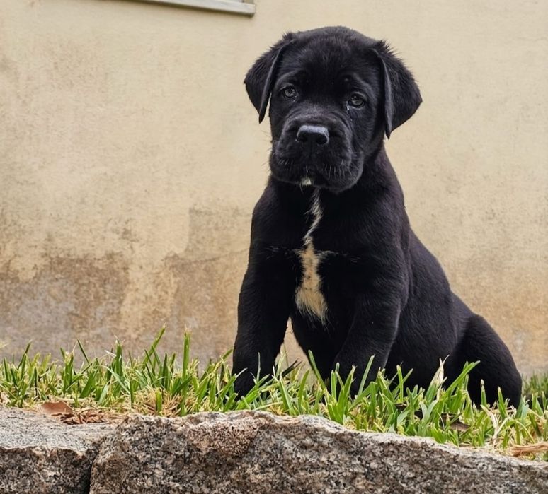 Cane Corso preto