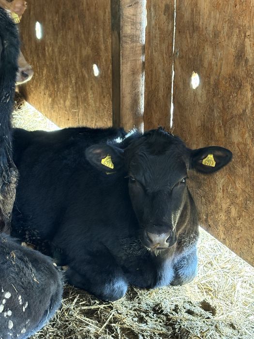 Jalowki odsady poleca