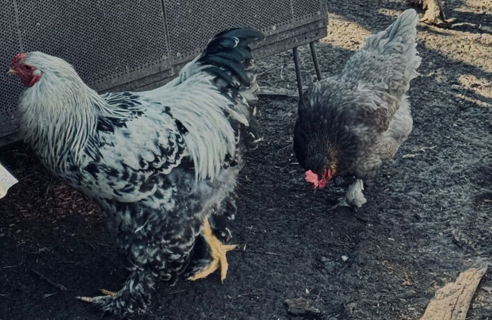 Продаються півні породи: кохінхін, брама та інкубаційне яйце.