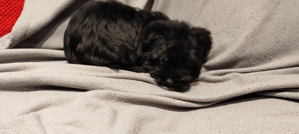 Yorkshire terrier Black pies