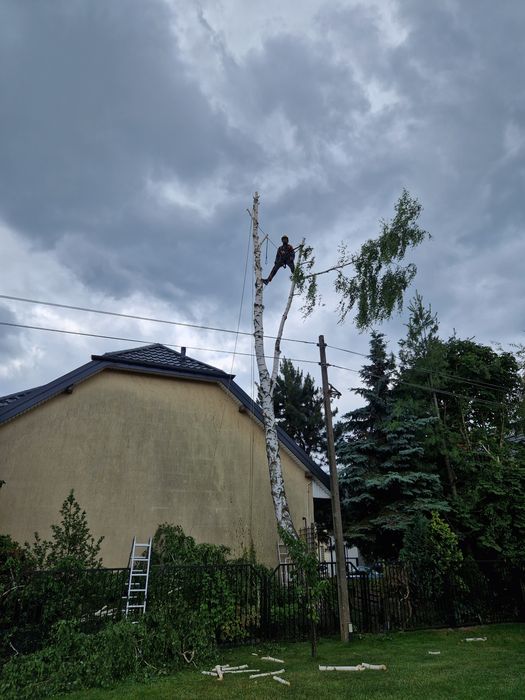 WYCINKA DRZEW - od 100zł za godzinę!