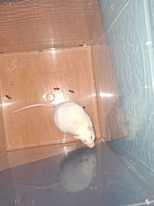 Mysz albinos samiec