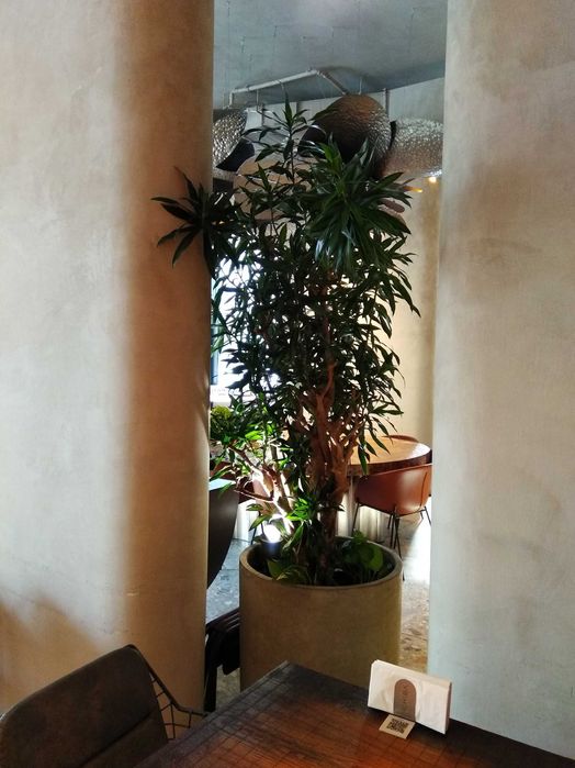 Професійний догляд за кімнатними рослинами фітостінами Лікування