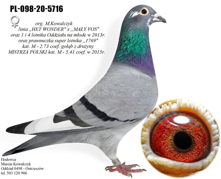 gołębie pocztowe prawnuk 20345 w 4 lata 49 konk.