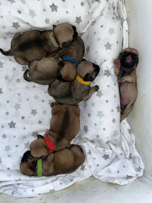 Мопсы малыши 5 мальчиков 3 девочки