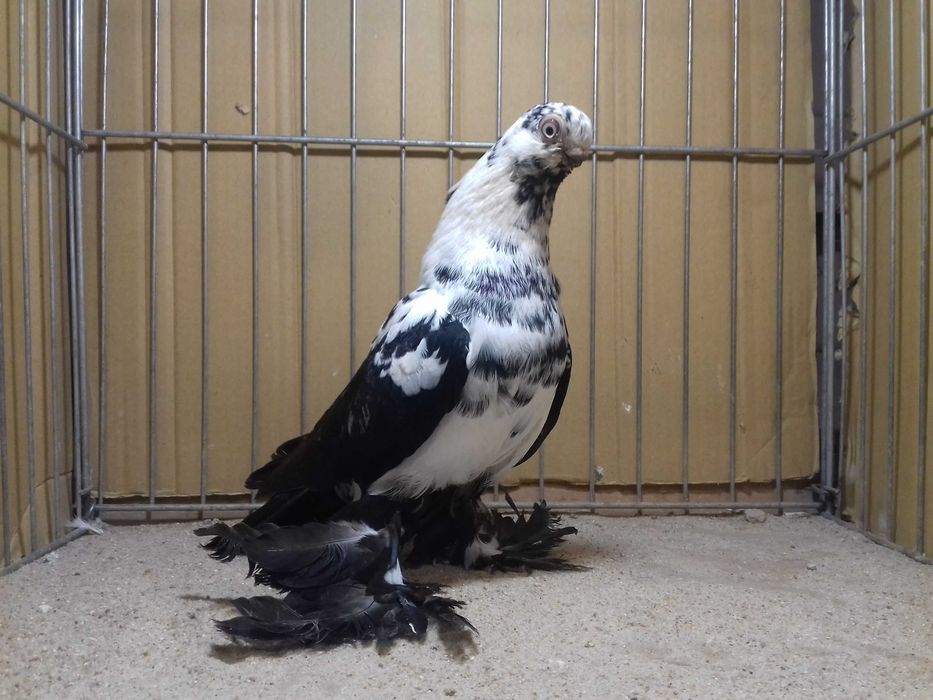 Motyl motyle samiec 2025 gołębie ozdobne