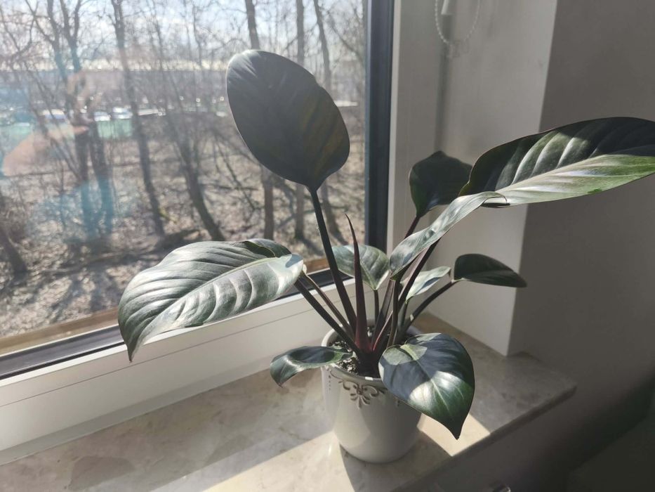 Philodendron Red