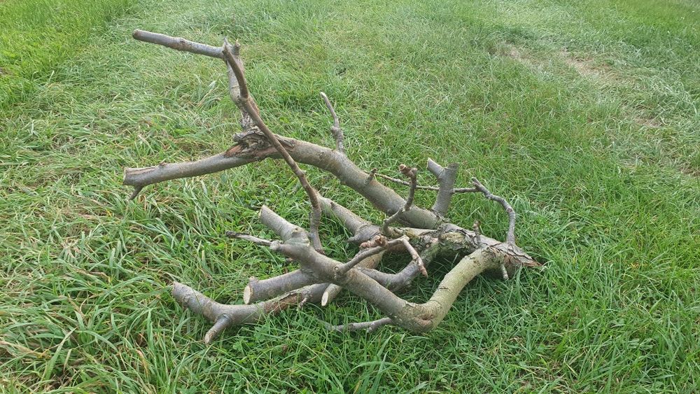 Gałąź (korzeń) do akwarium, oczka, 70cm