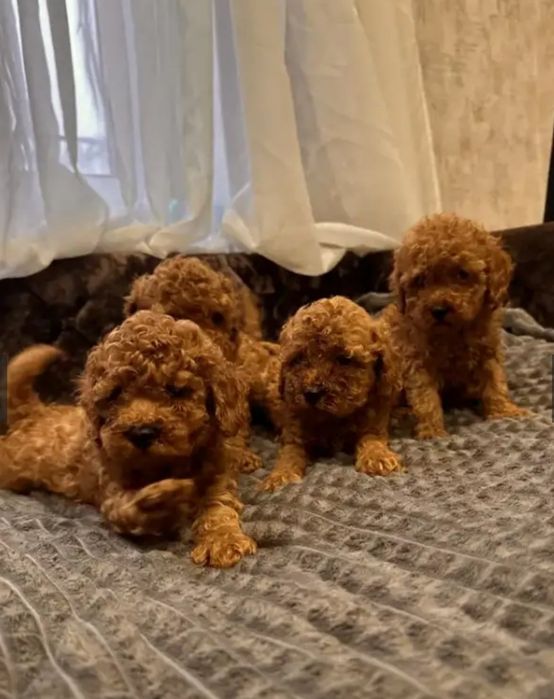 Хлопчікі той пудель !