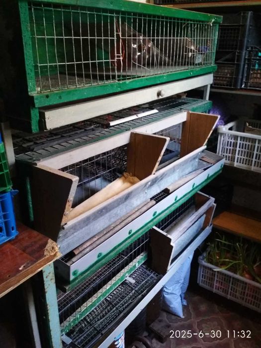 Клітки для перепелів