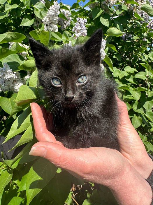 Кошеня, 1,5 місяців. Дівчинка в люблячу родину.
